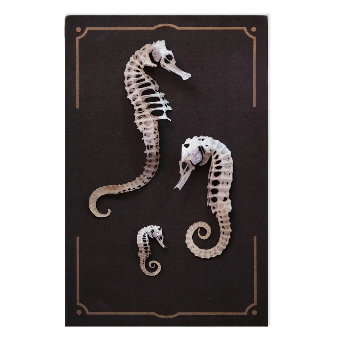 Seafoam Seahorse Skeleton Set by Moth & Myth